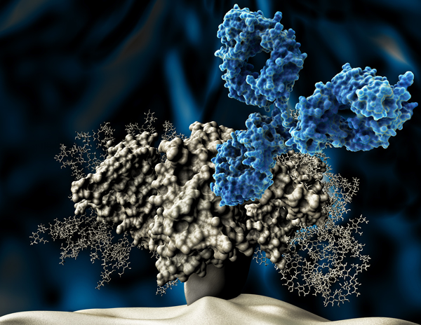 3D digital rendering of an HIV bnAb